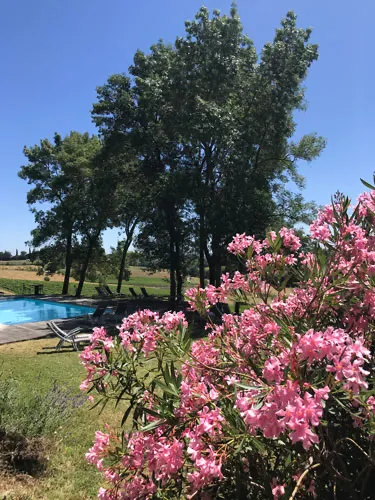 Photo de fleurs rose devant la piscine du château de Salettes